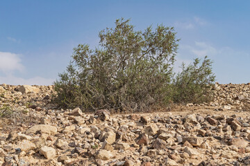 a single mitnan Thymelaea hirsuta bush growing on rocky limestone and flint hillside in the Judean...