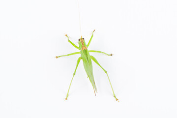 green grasshopper isolated on white background