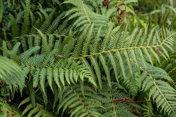 Natural background and wallpaper. Beautiful green fern leaves in the forest.