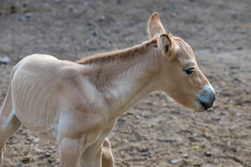 Colt of horse przewalski, Wild horse, Przewalski's horses are the only wild relatives of horses living now
