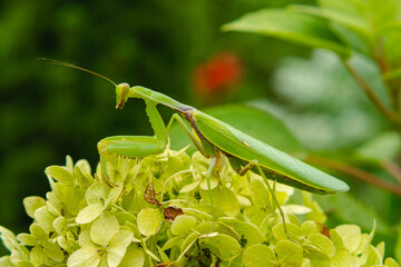 Large green mantis on the leaves of a flower. Side view. Blurred background. The concept of wild insects.