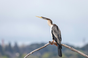 Australasian Darter female, Lake Burly Griffin, ACT, October 2021