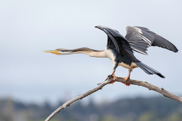 Australasian Darter female, Lake Burly Griffin, ACT, October 2021
