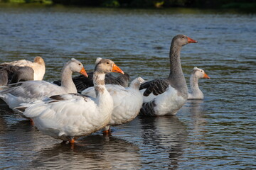 Group of white fronted geese resting and feeding in coastal golf course grassland