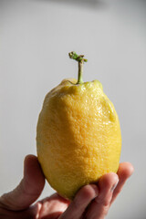 Lemmon yellow Limón amarillo