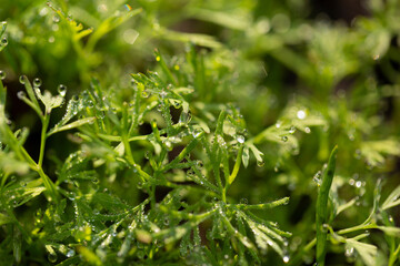 Young shoots of dill and parsley