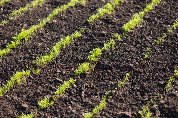 Young shoots of dill and parsley