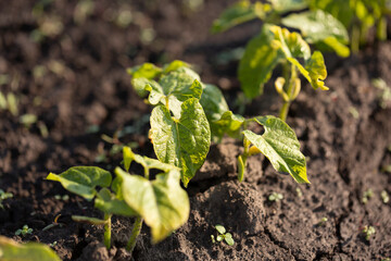 Green bean sprouts on farm vegetable garden, agriculture concept