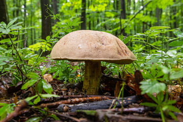 edible mushroom in the autumn forest, Borovik mushroom in the forest