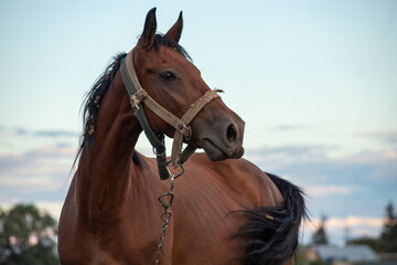 Obraz premium Portrait of nice brown horse on blue background Horse Head