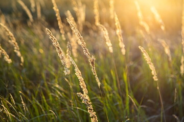 Fototapeta premium Brown grass flowers and Sun, brown grass flower field with nature brown background