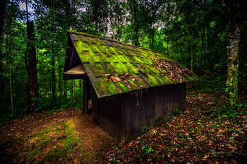 Old wooden cabin , moss on roof in Thailnd forest