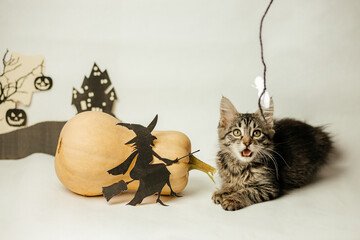 Tabby kitten playing among Halloween attributes