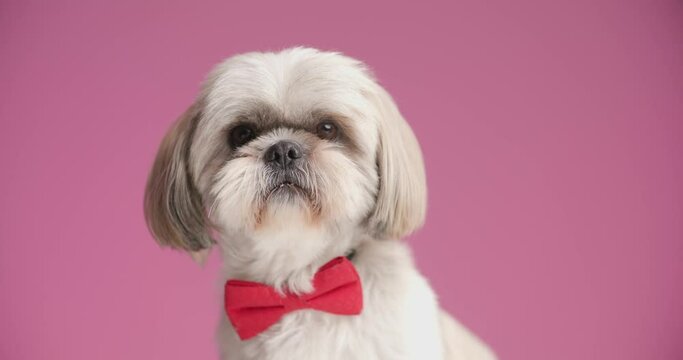 beautiful shih tzu dog licking his nose, wearing a red bowtie and looking at the camera on pink background