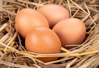 chicken eggs on rice straw