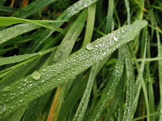 Wassertropfen auf grünem Gras
