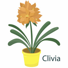 clivia with orange flowers, houseplant, flower in a pot - vector illustration, vector in flat style