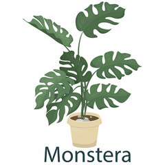 monstera, houseplant, flower in a pot - vector illustration, element in flat style