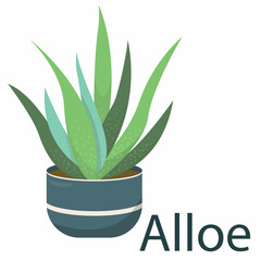 aloe vera, houseplant, flower in a pot - vector illustration, element in flat style