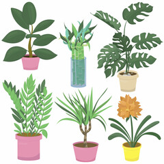 ficus, bamboo, monstera, dracaena, clivia and zamioculcas, houseplant - vector illustration, flat style, set