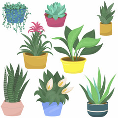 wild rose, echeveria, spathiphyllum, aloe and haworthia, guzmania and dieffenbachia, sansevieria, houseplant - vector illustration, flat style, set