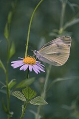 나비와 미국쑥부쟁이