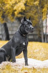 Cane corso italiano (Safira Omela Black) Golden autumn