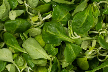 mache lettuce green salad