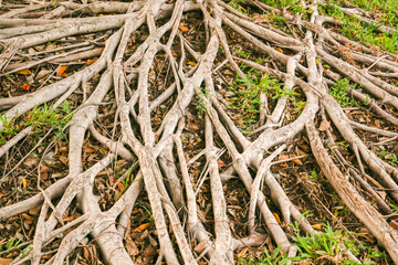 The roots of the big banyan tree.