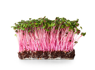 Fresh organic micro green on white background