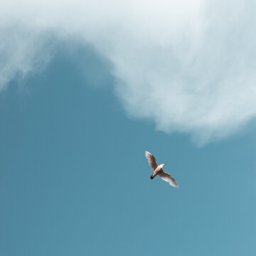 seagull in flight