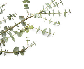 Beautiful baby blue eucalyptus branch isolated on white background, closeup