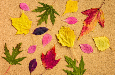 autumn leaves pattern, top view of multicolor fallen leaves, flat lay