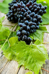 Freshly harvested bunch of ripe black grape on the old wooden table. Autumn harvest. Selective focus. Shallow depth of field.