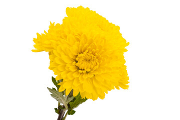 yellow chrysanthemum isolated