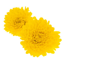 yellow chrysanthemum isolated