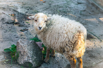 little lonely unhappy fluffy lamb on the rocks