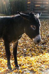 fluffy black gray little donkey on yellow autumn leaves
