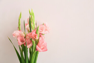 Gorgeous gladiolus flowers on light background