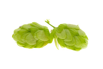 Obraz premium hop cone isolated