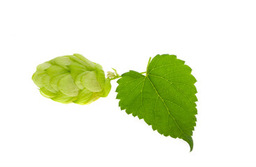 hop cone isolated
