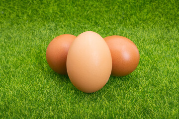 chicken eggs on green grass