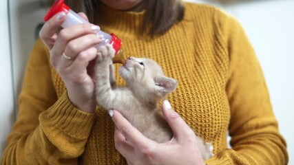 Caucasian woman in a sweater is feeding a small kitten from a pacifier in her arms, feeding homeless kittens, taking care of animals