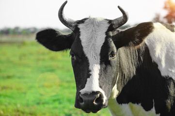 A black and white cow in a meadow in the rays of the sun poses close-up.