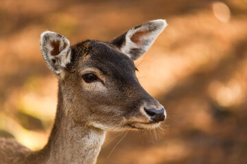 Fototapeta premium white deer