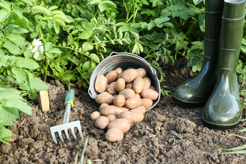Bucket with raw gathered potatoes, boots and rake in field