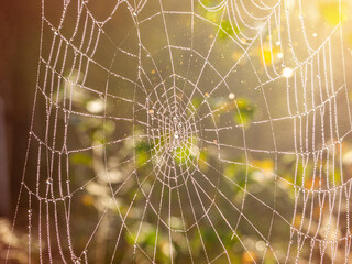 Close-up of a spider's web