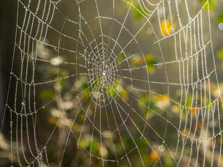 Close-up of a spider's web