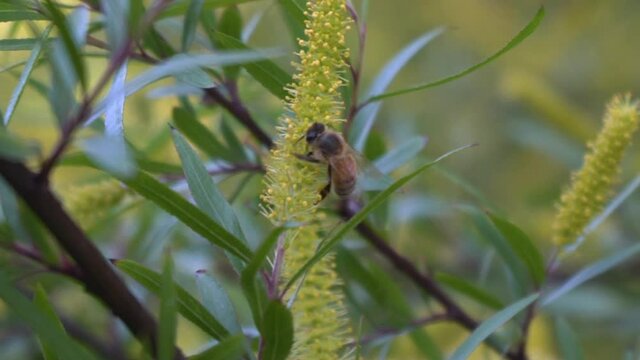 Abeja polinizando - Flora &  Fauna 