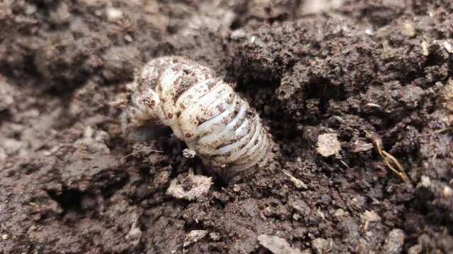 Asiatic rhinoceros larva beetle (coconut beetle) digging soil
